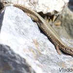 Podarcis muralis - Jašterica múrová IMG_5744