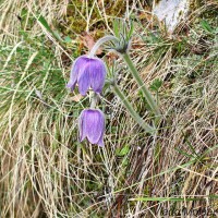 Pulsatilla subslavica - Poniklec prostredný IMG_6329