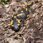 Salamandra salamandra - Salamandra škvrnitá IMG_6133