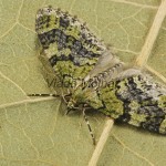 Acasis viretata - Piadivka svíbová 201308
