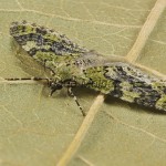 Acasis viretata - Piadivka svíbová 201818