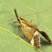 Alabonia staintoniella - Zdobka Staintonova 154303