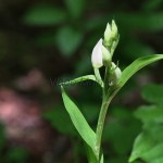 Cephalanthera damasonium - Prilbovka biela 18-44-17