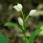 Cephalanthera damasonium - Prilbovka biela 19-34-25