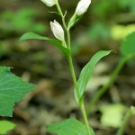 Cephalanthera damasonium - Prilbovka biela 19-35-29