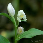 Cephalanthera damasonium - Prilbovka biela 19-42-11