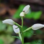 Cephalanthera damasonium - Prilbovka biela 204245