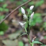 Cephalanthera damasonium - Prilbovka biela 205258