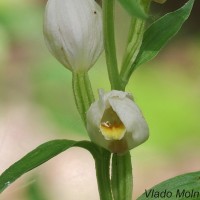 Cephalanthera damasonium - Prilbovka biela 210222