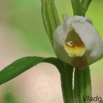 Cephalanthera damasonium - Prilbovka biela 211149