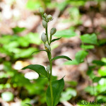 Cephalanthera damasonium - Prilbovka biela IMG_0917