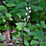 Cephalanthera damasonium - Prilbovka biela IMG_0924