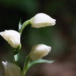 Cephalanthera damasonium - Prilbovka biela IMG_5503