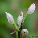 Cephalanthera damasonium - Prilbovka biela IMG_9796