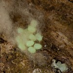 Ectropis crepuscularia - Kôrovka orlíčková 15-23-22