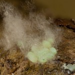 Ectropis crepuscularia - Kôrovka orlíčková 15-30-30