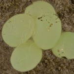 Ectropis crepuscularia - Kôrovka orlíčková 16-00-02v