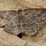 Ectropis crepuscularia - Kôrovka orlíčková 17-32-22