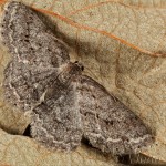 Ectropis crepuscularia - Kôrovka orlíčková 17-33-13
