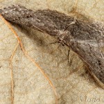 Ectropis crepuscularia - Kôrovka orlíčková 17-34-17
