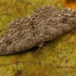 Ectropis crepuscularia - Kôrovka orlíčková 19-05-31