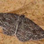 Ectropis crepuscularia - Kôrovka orlíčková 19-30-07