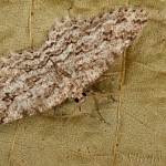 Ectropis crepuscularia - Kôrovka orlíčková 20-16-18