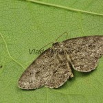 Ectropis crepuscularia - Kôrovka orlíčková 20-49-11