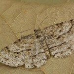 Ectropis crepuscularia - Kôrovka orlíčková 210616