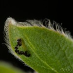 Ectropis crepuscularia - Kôrovka orlíčková 22-03-38
