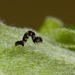 Ectropis crepuscularia - Kôrovka orlíčková 22-07-43