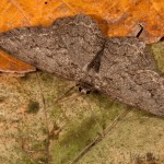 Ectropis crepuscularia - Kôrovka orlíčková 22-20-56