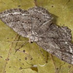 Ectropis crepuscularia cf - Kôrovka orlíčková 14-19-48
