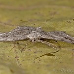 Ectropis crepuscularia cf - Kôrovka orlíčková 14-22-30