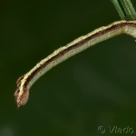 Hypoxystis pluviaria - Listnatka kručinková 16-22-14