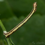 Hypoxystis pluviaria - Listnatka kručinková 16-24-29