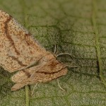 Hypoxystis pluviaria - Listnatka kručinková 23-11-00