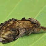 Notodonta ziczac - Chochlatka vŕbová 183554
