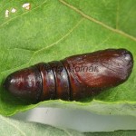 Notodonta ziczac - Chochlatka vŕbová 213809