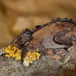 Notodonta ziczac - Chochlatka vŕbová 22-06-32