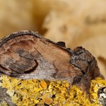 Notodonta ziczac - Chochlatka vŕbová 22-08-13
