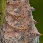 Nymphalis xanthomelas - Babôčka vŕbová 07-38-14