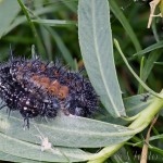 Nymphalis xanthomelas - Babôčka vŕbová 20-14-19