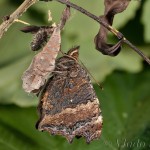 Nymphalis xanthomelas - Babôčka vŕbová 20-19-48