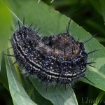 Nymphalis xanthomelas - Babôčka vŕbová 20-20-17