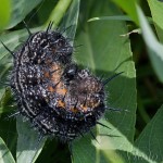 Nymphalis xanthomelas - Babôčka vŕbová 20-21-05