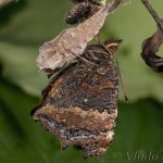 Nymphalis xanthomelas - Babôčka vŕbová 20-22-05