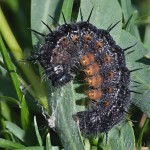 Nymphalis xanthomelas - Babôčka vŕbová 20-22-55