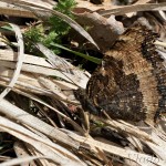 Nymphalis xanthomelas - Babôčka vŕbová 20-30-19