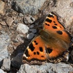 Nymphalis xanthomelas - Babôčka vŕbová 20-31-59